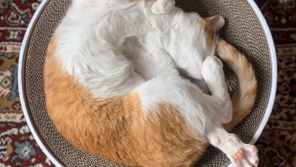 Warum sich dein Hund oder deine Katze vor dem Schlafen im Kreis dreht
